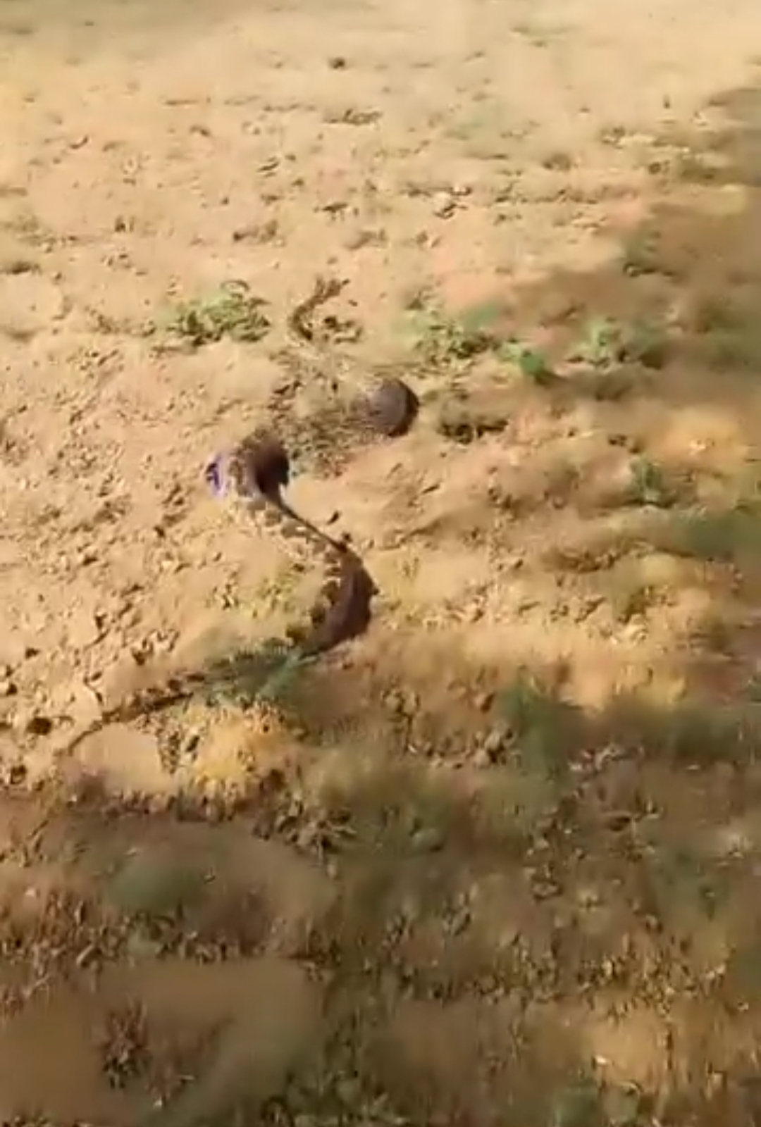 Photo of अजगर पर खबर चियांर देने वाले पत्रकार ‘राजाभैया’ पर मौन है…