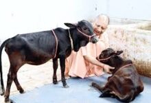 Photo of यूपी में 10 रुपये प्रति लीटर खरीदा जाएगा गोमूत्र, ग्रामीण अर्थव्यवस्था और जैविक खेती को मिलेगा बढ़ावा.