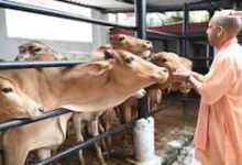 Photo of यूपी में गौशालाएं अब सिर्फ आश्रय नहीं, आर्थिक गतिविधियों के केंद्र; सीएम योगी की नीति से संवर रही ग्रामीण अर्थव्यवस्था.