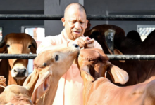 Photo of योगी सरकार की योजना से बदली किस्मत, डेयरी से सालाना हो रही 20 लाख की कमाई
