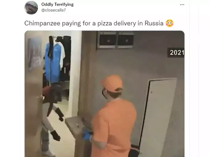 Photo of डिलीवरी बॉय ने बजाई घंटी तो बाहर निकला चिम्पैंजी | VIRAL NEWS