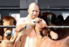 Photo of मुख्यमंत्री योगी के नेतृत्व में गोवंश संरक्षण को मिल रहा बढ़ावा