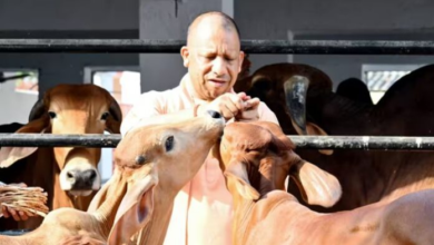 Photo of मुख्यमंत्री योगी के नेतृत्व में गोवंश संरक्षण को मिल रहा बढ़ावा