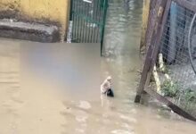 Photo of गाजियाबाद में बारिश बनी जानलेवा: इंदिरापुरम में ट्रांसफॉर्मर के पास पानी में उतरा करंट